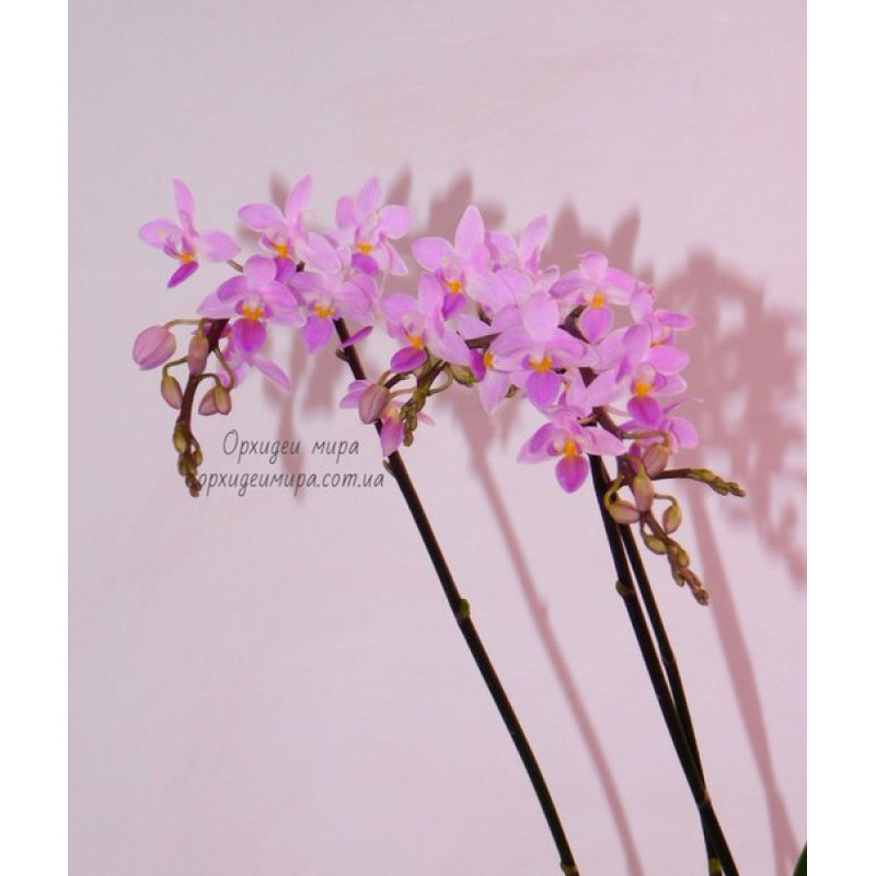 Порно жалаңаш пісіріледі